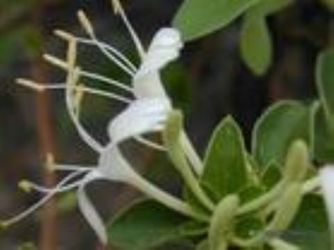 Honeysuckle Flower P.E.